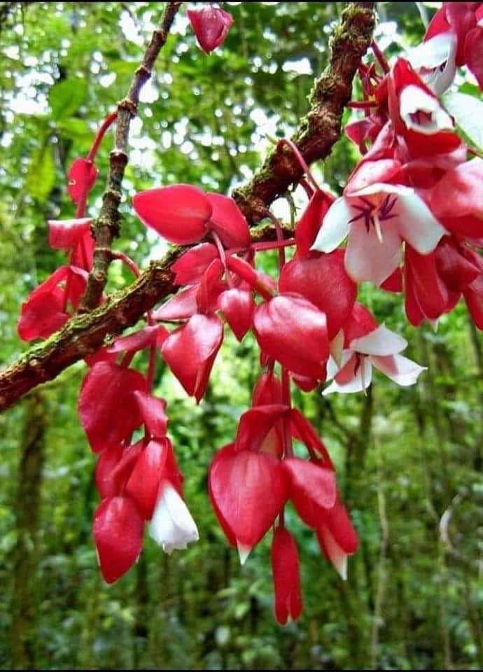 Tagimoucia Flower Taveuni