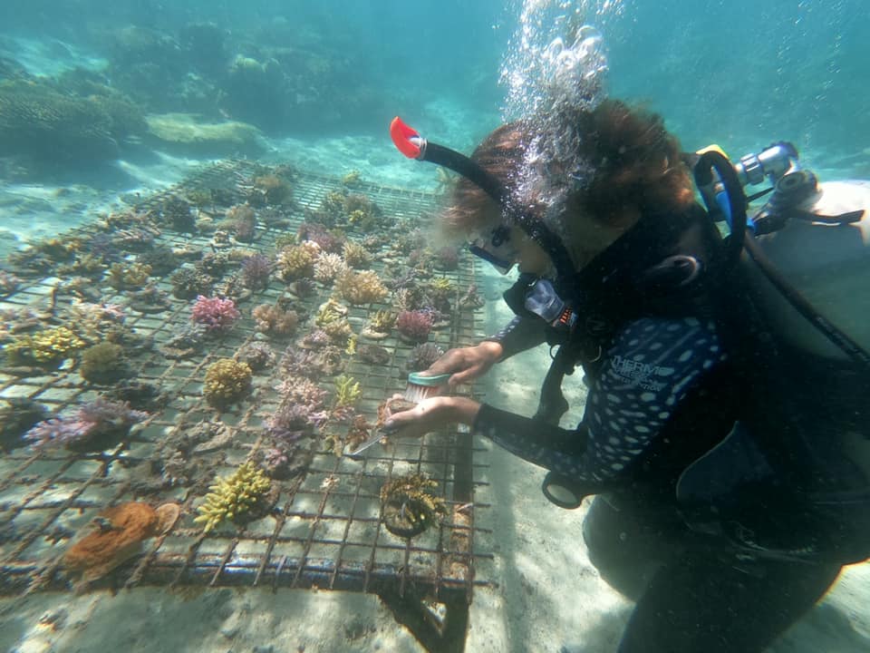 Coral Farming Viani Bay 6